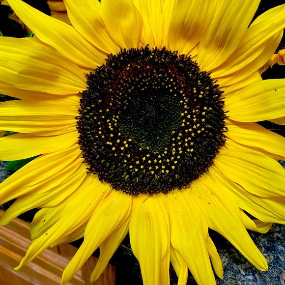 Meet your Posher, Bonnie - Picture 1 of 1